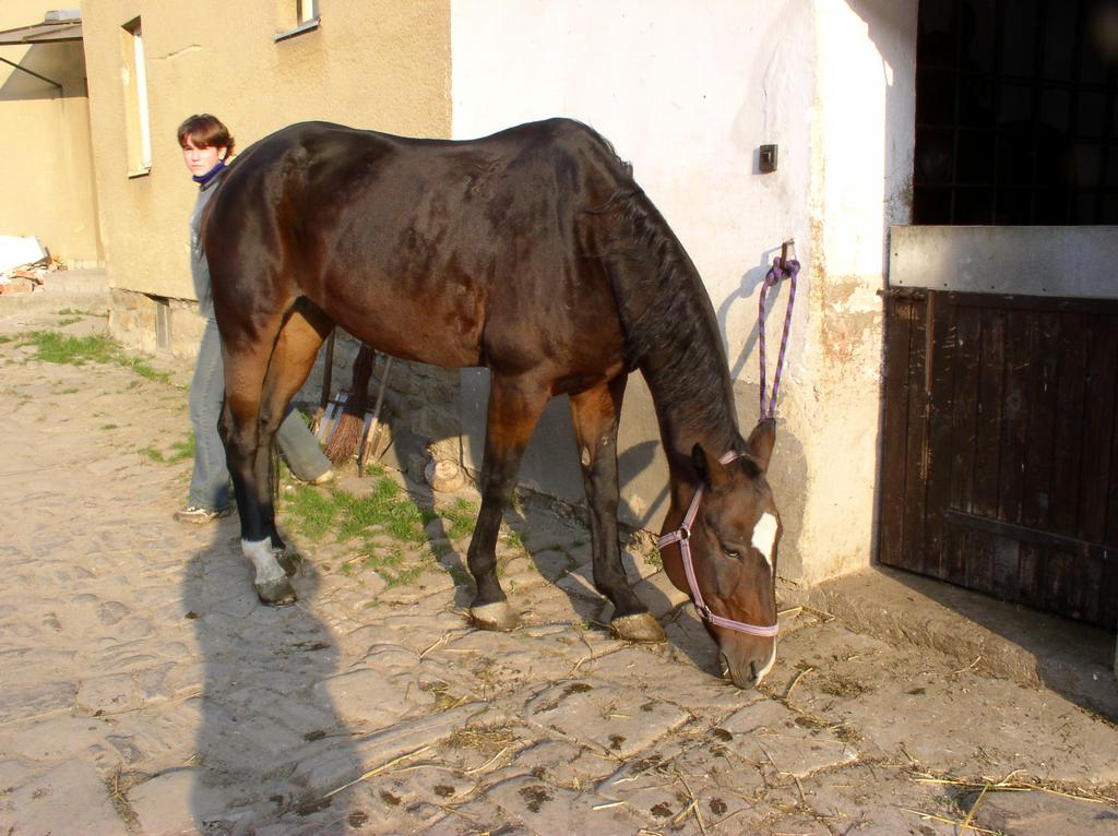 Lady před stájí.jpg